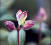 bloemen en planten vvbvanbree     1157